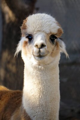 Tanganyika_Alpaca_2021_CS2-683x1024.jpg (68.02 KiB) Viewed 291 times Tanganyika_Alpaca_2021_CS2-683x1024.jpg