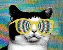 test cat attachment